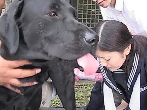 Compilation cumshots in asian animal porn