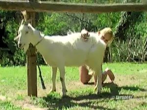 Goat beastiality sex fun